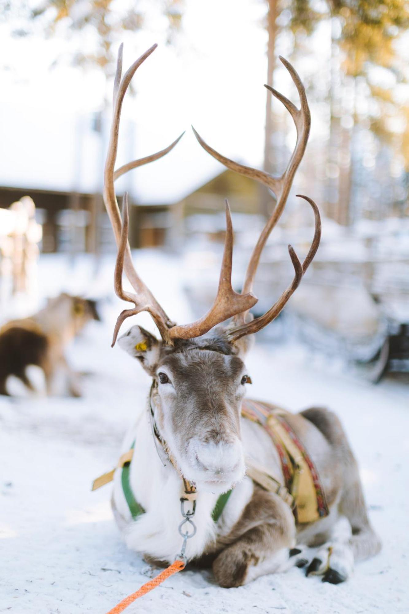 Reindeer Manor Levi Hotel Eksteriør billede